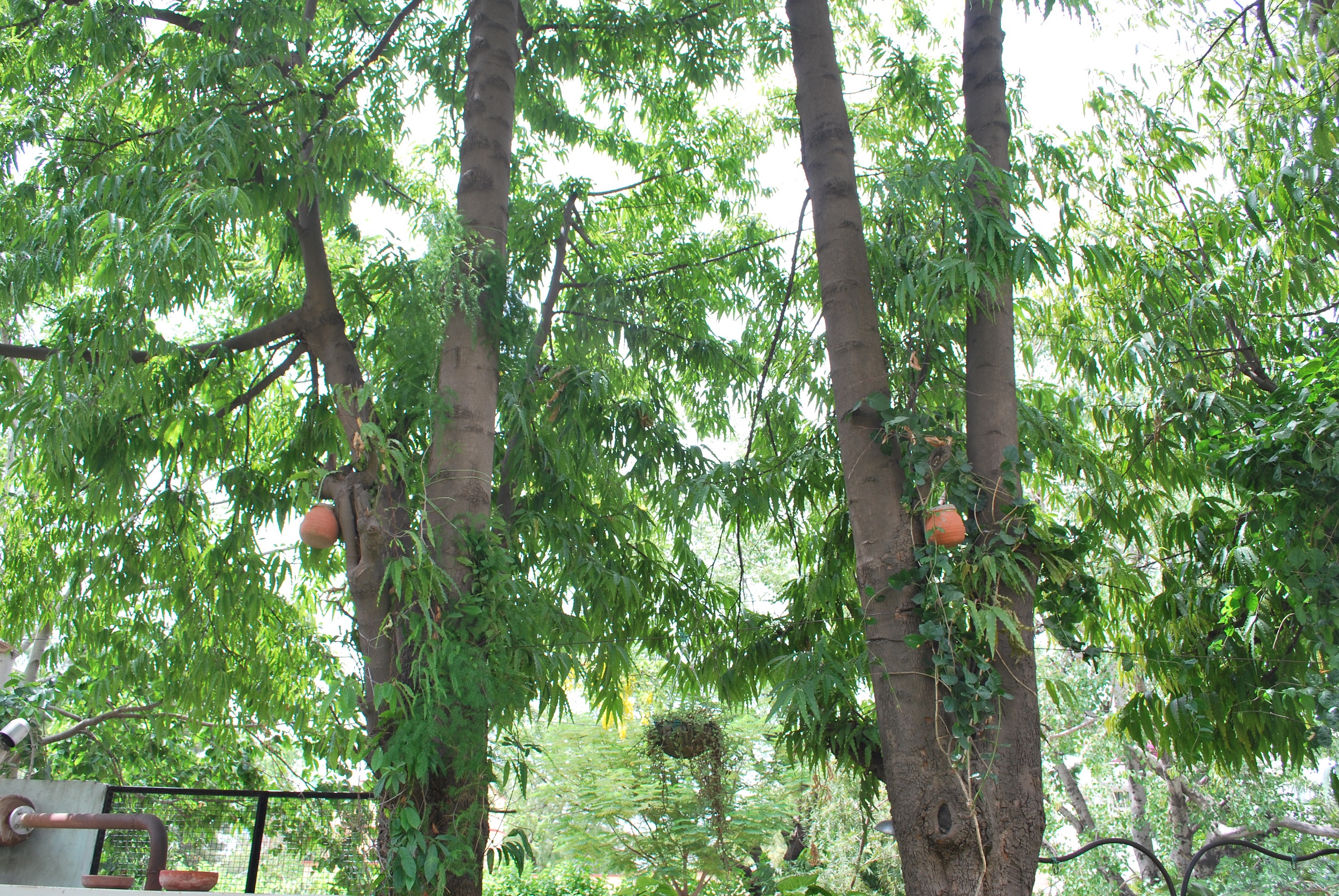 garden-(2)