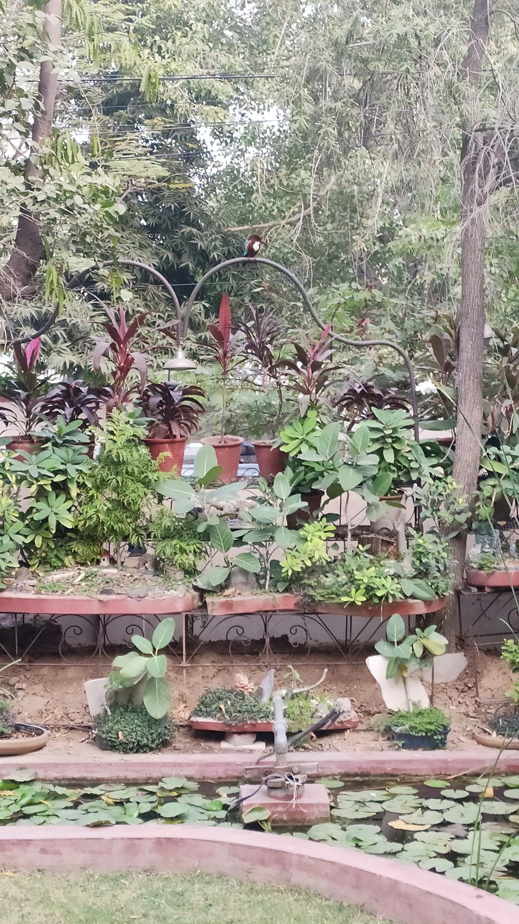 garden-(1)