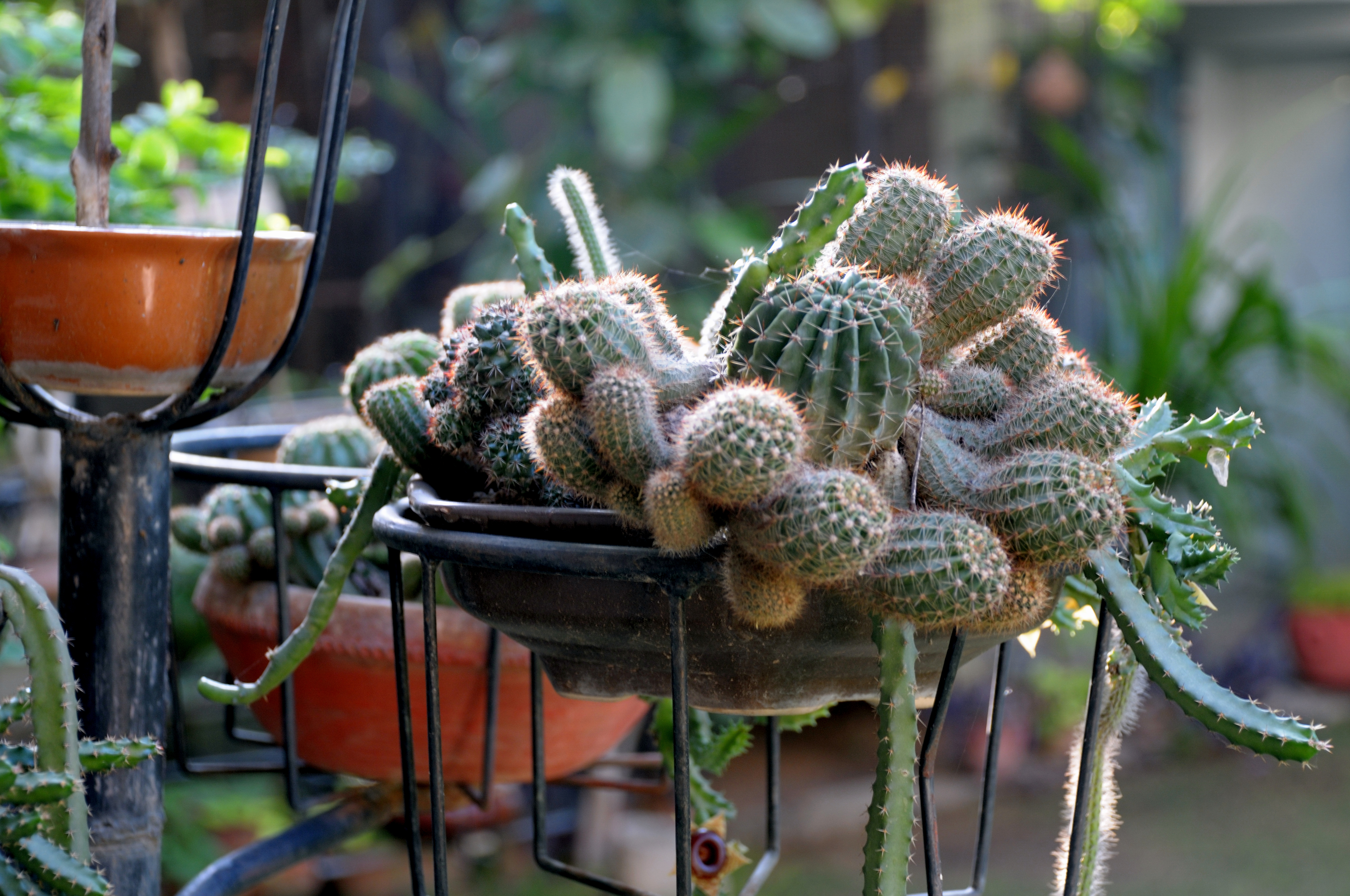 Tara Niwas Bonsai Cacti