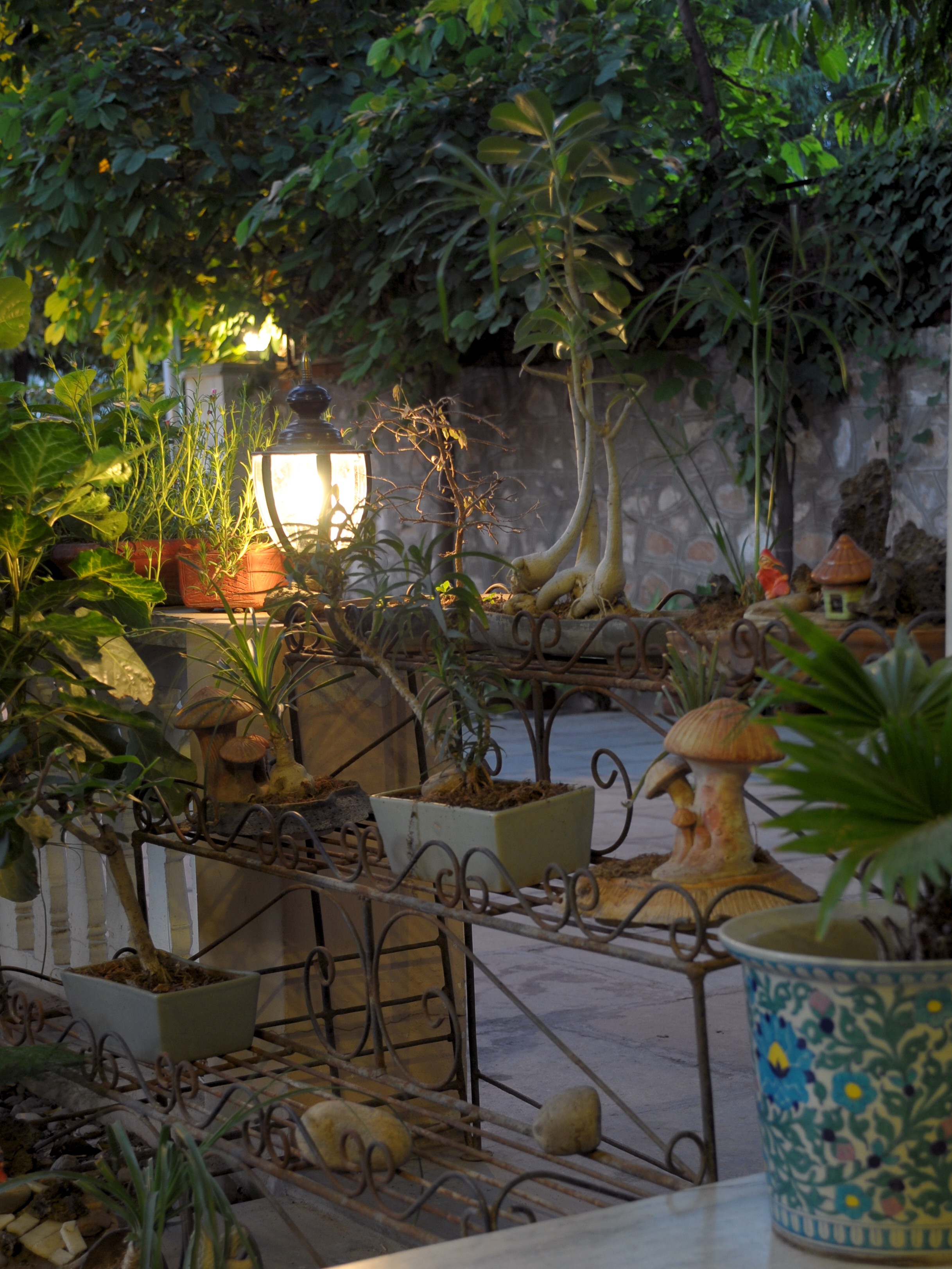 Tara Niwas Garden Bonsai evening