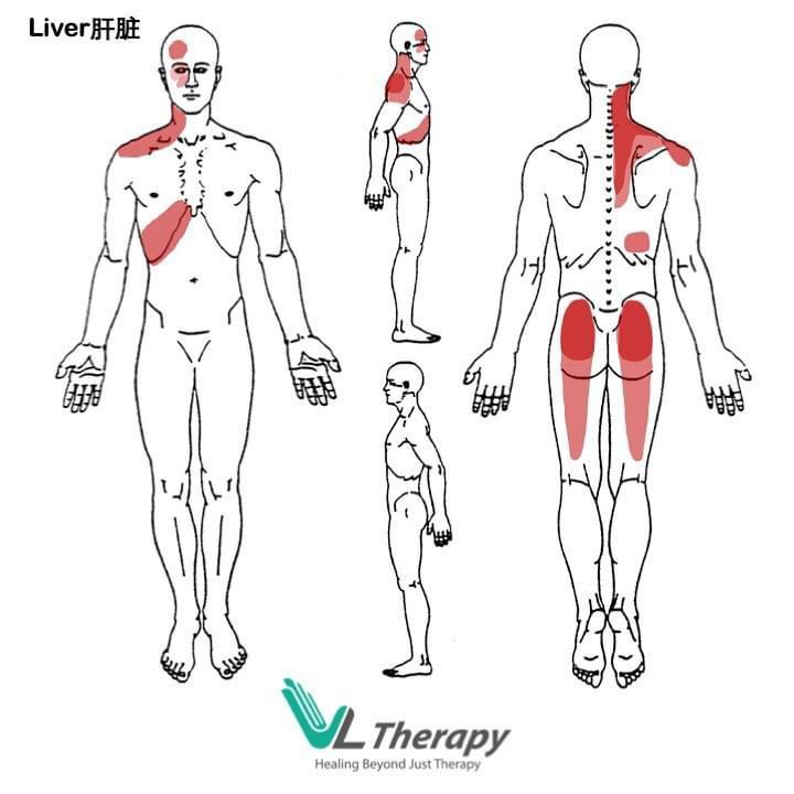 Liver Symptoms 肝脏的病症