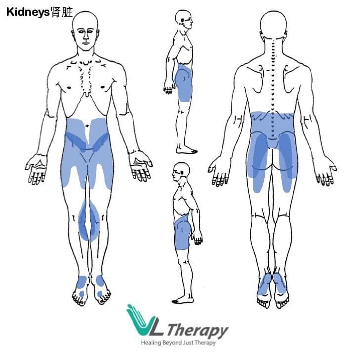 Kidneys Symptoms腎脏的病症 