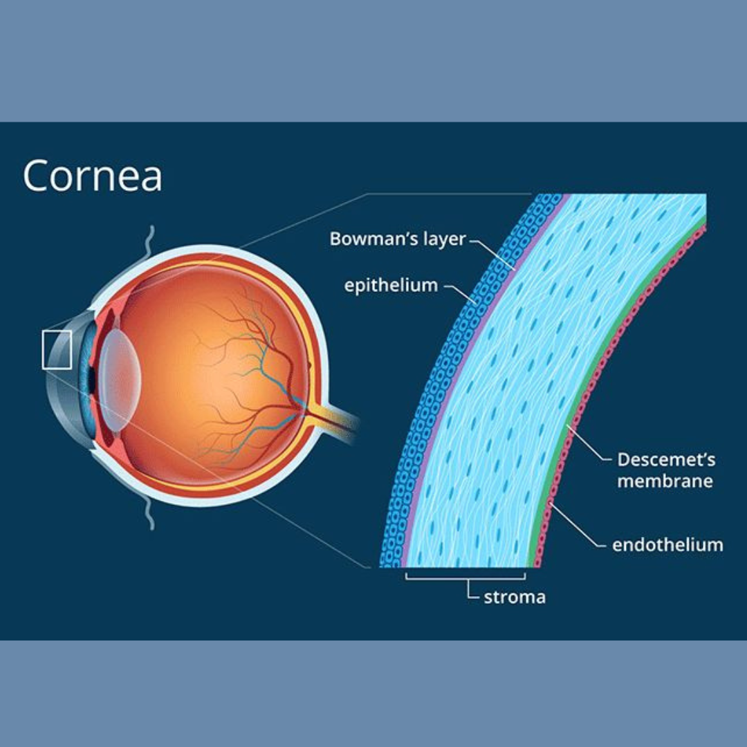 Things To Know About Ortho K Lenses And Corneal Reshaping Vision