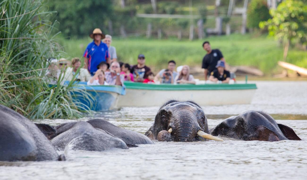 Kinabatangan River, Sabah - Wildlife in malaysia