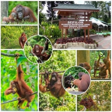 Sepilok, Sabah - Wildlife in malaysia