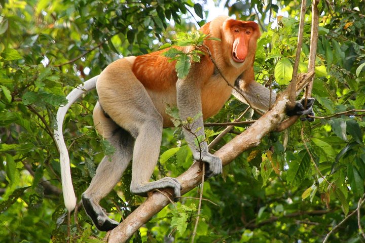 Bako National Park, Sarawak - Wildlife in malaysia