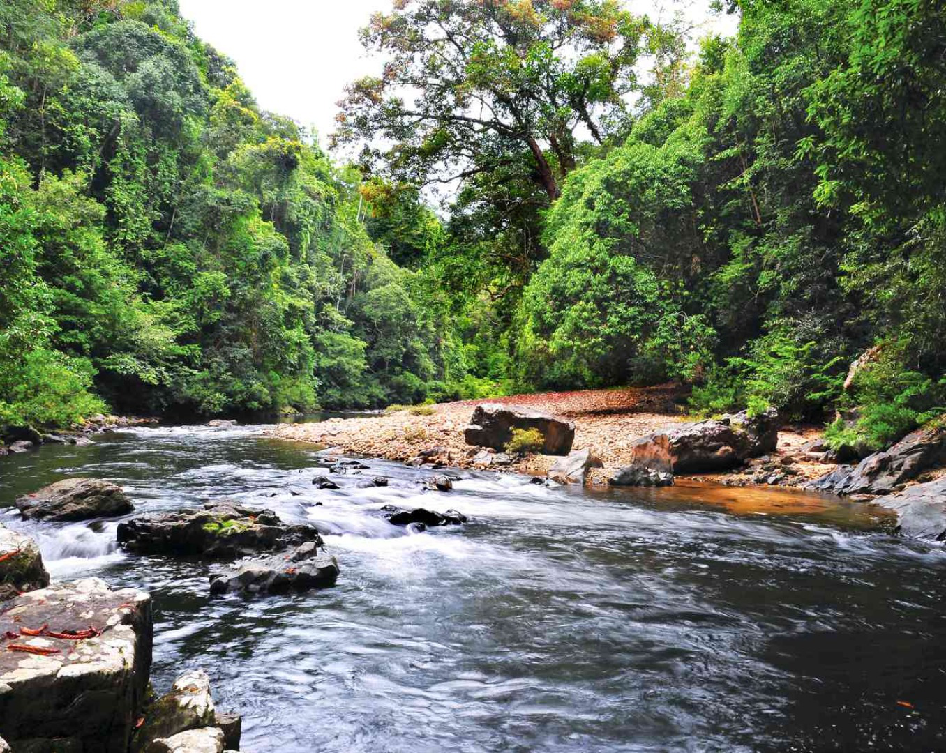 Taman Negara