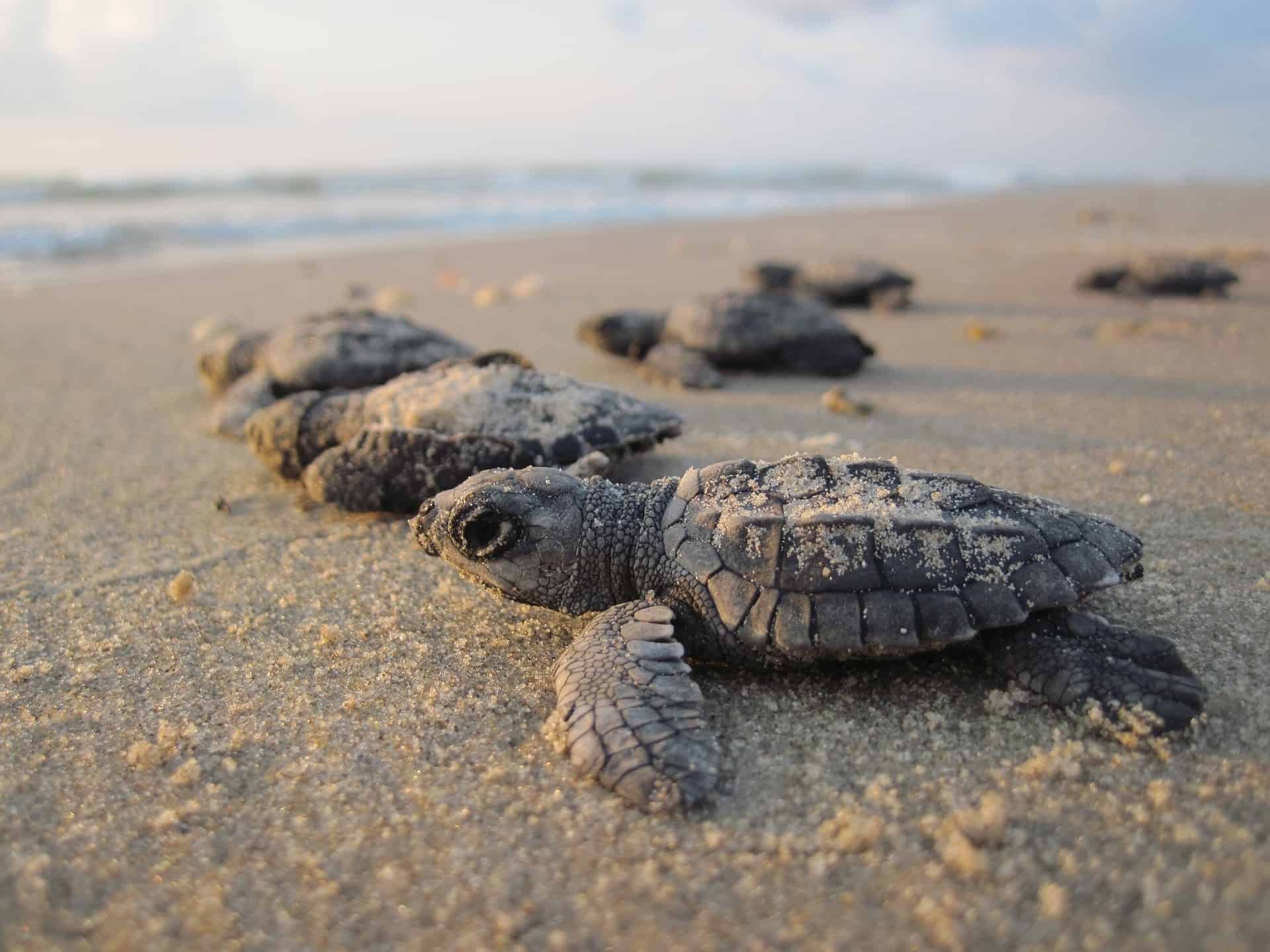 Bako National Park, Sarawak - Wildlife in malaysia