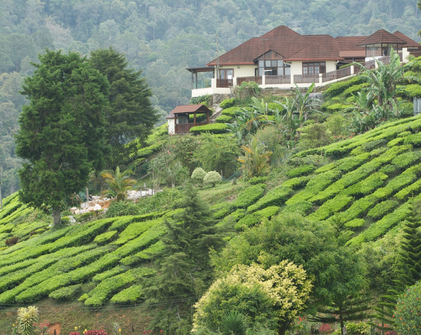 The Cameron Highlands
