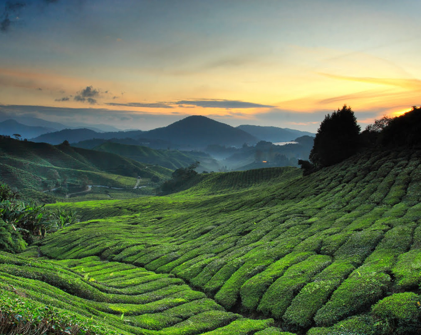 Cameron Highlands